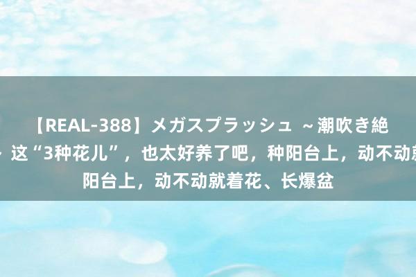 【REAL-388】メガスプラッシュ ～潮吹き絶頂スペシャル～ 这“3种花儿”，也太好养了吧，种阳台上，动不动就着花、长爆盆